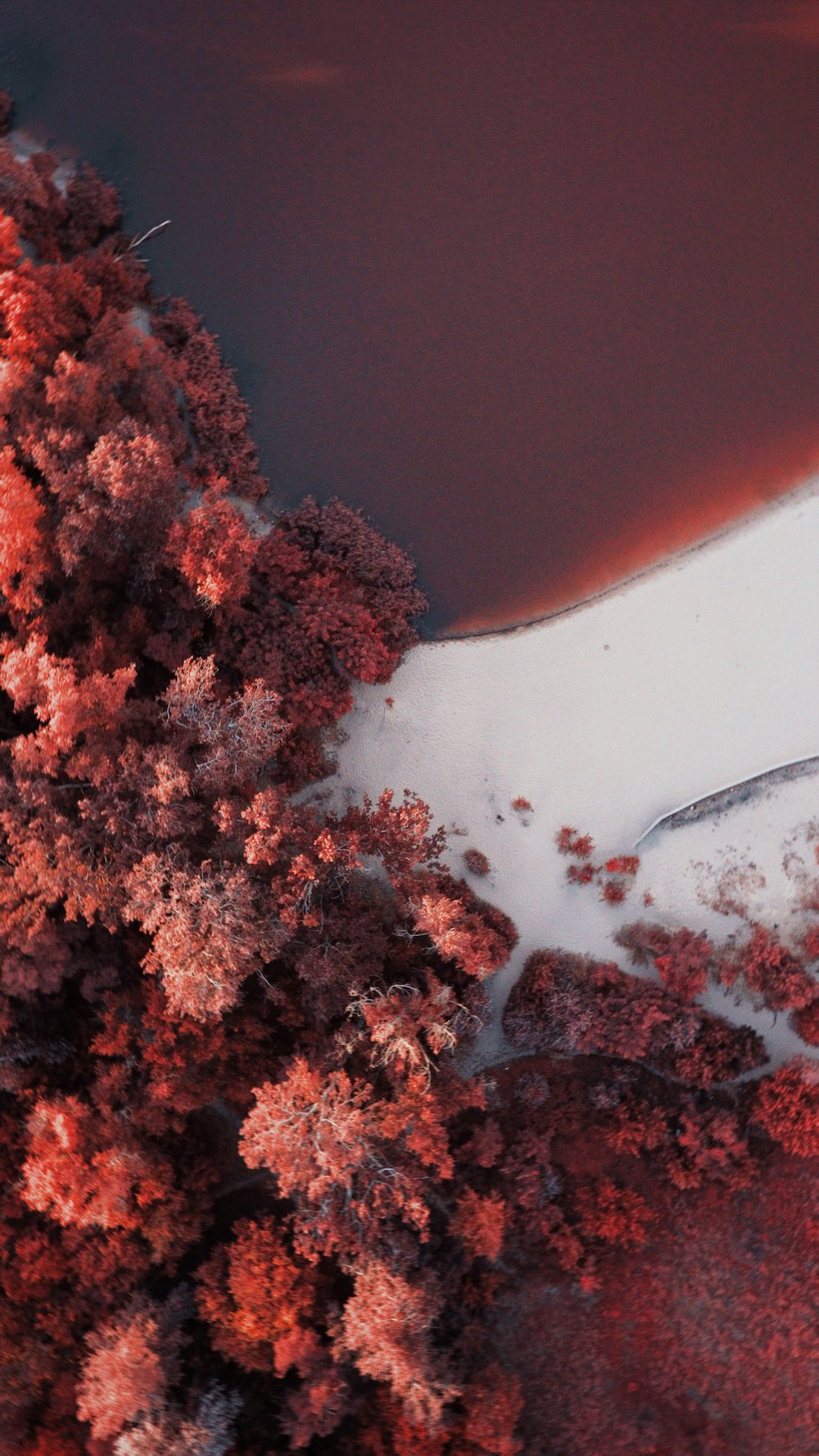 red and brown trees during daytime