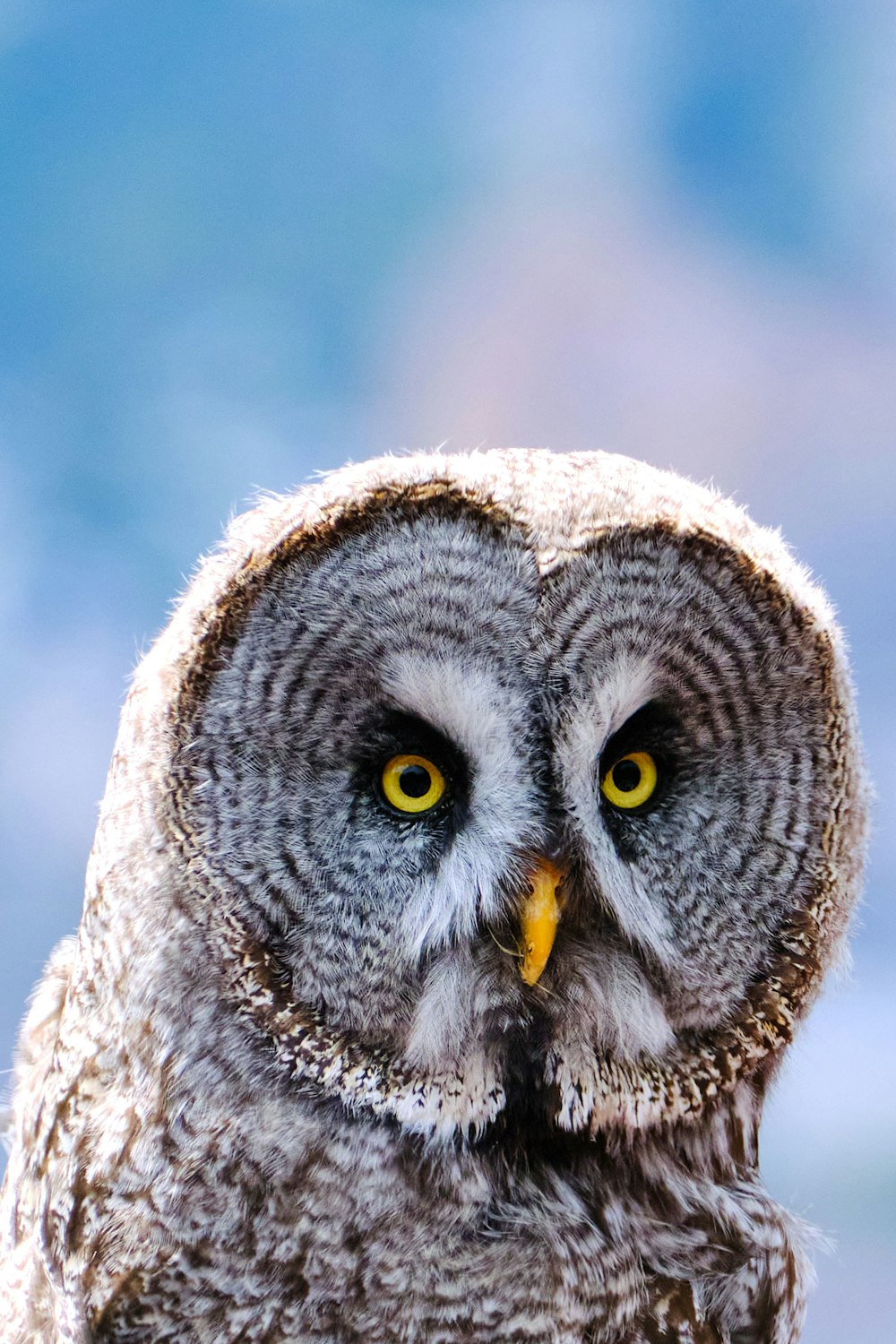 white and black owl in close up photography