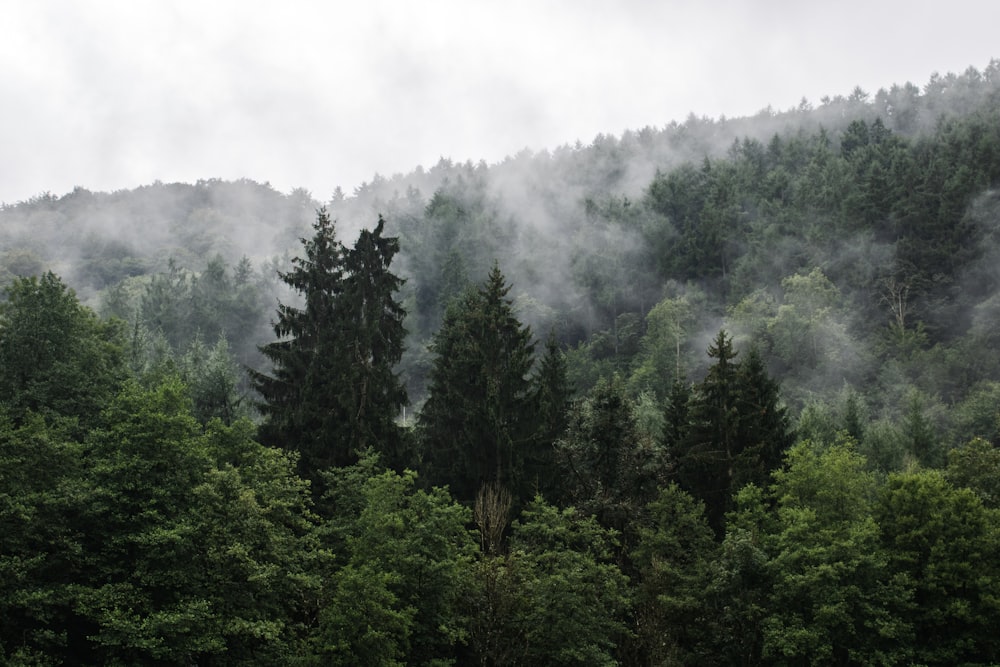 green trees under white clouds during daytime