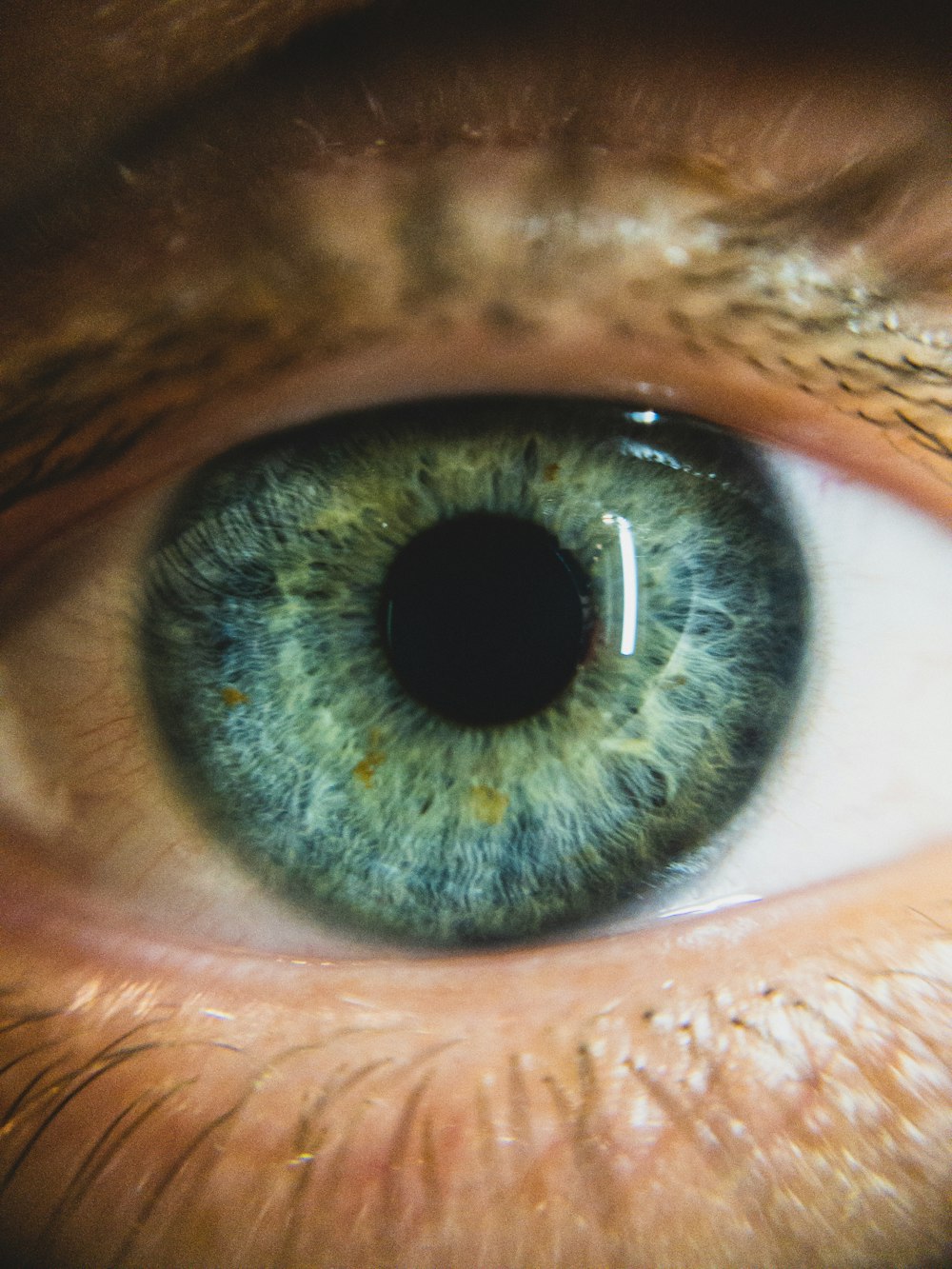 persons eye with black and brown eye