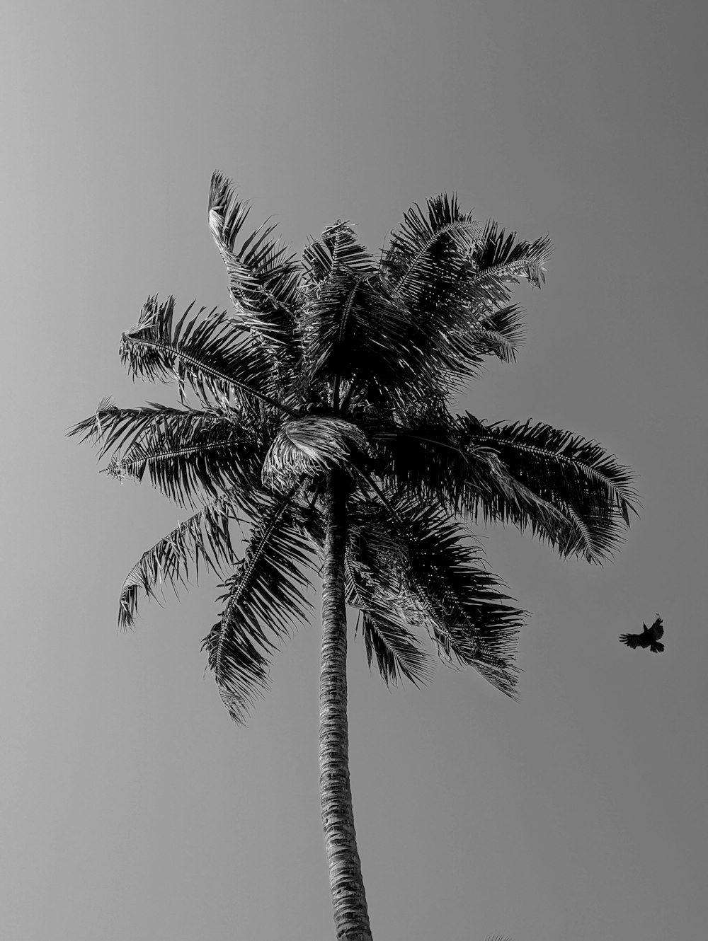 grayscale photo of palm tree