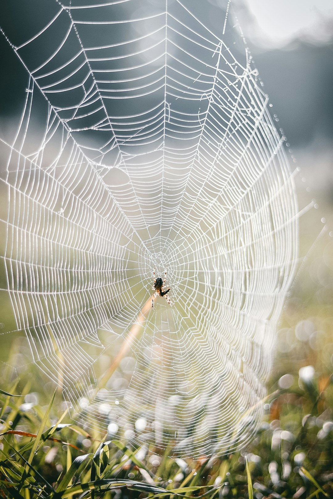 spider web in close up photography