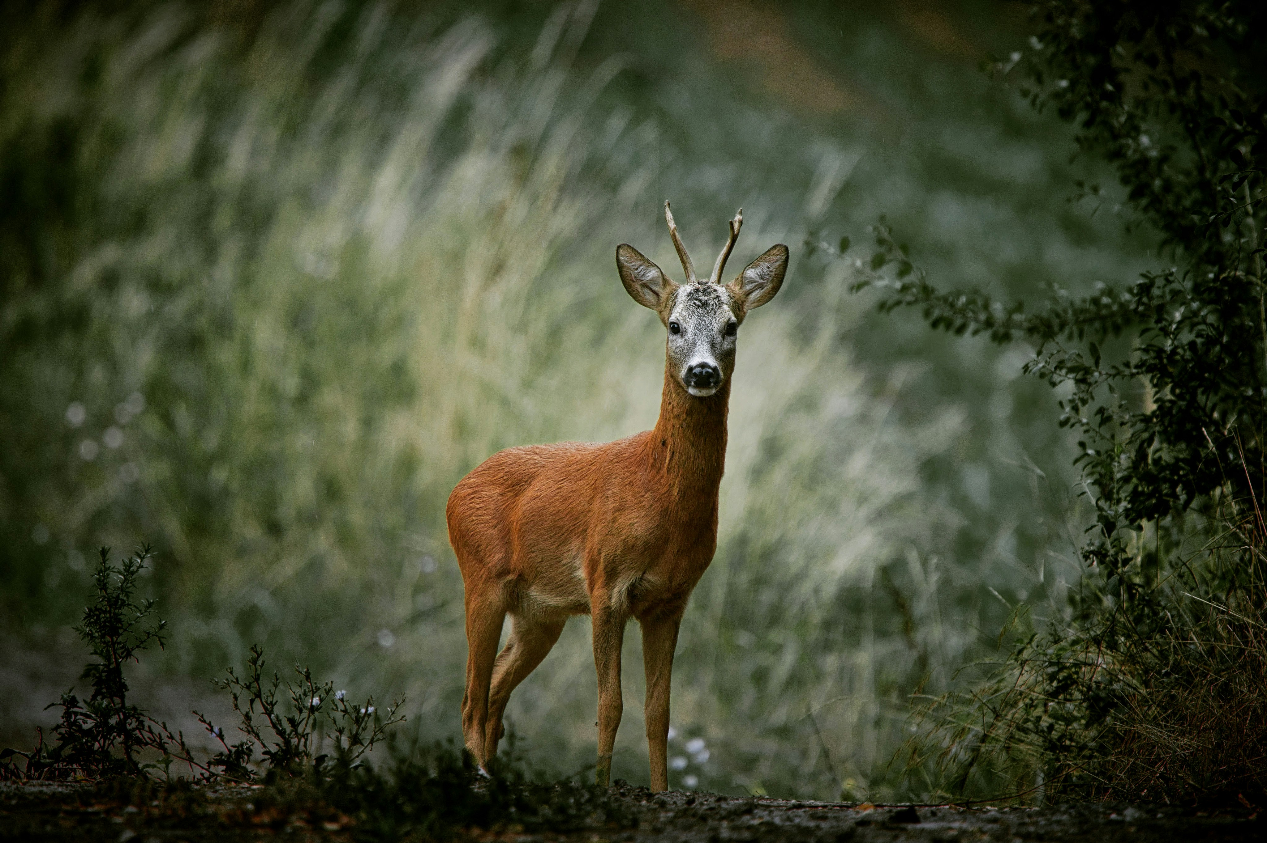 brown deer on black soil