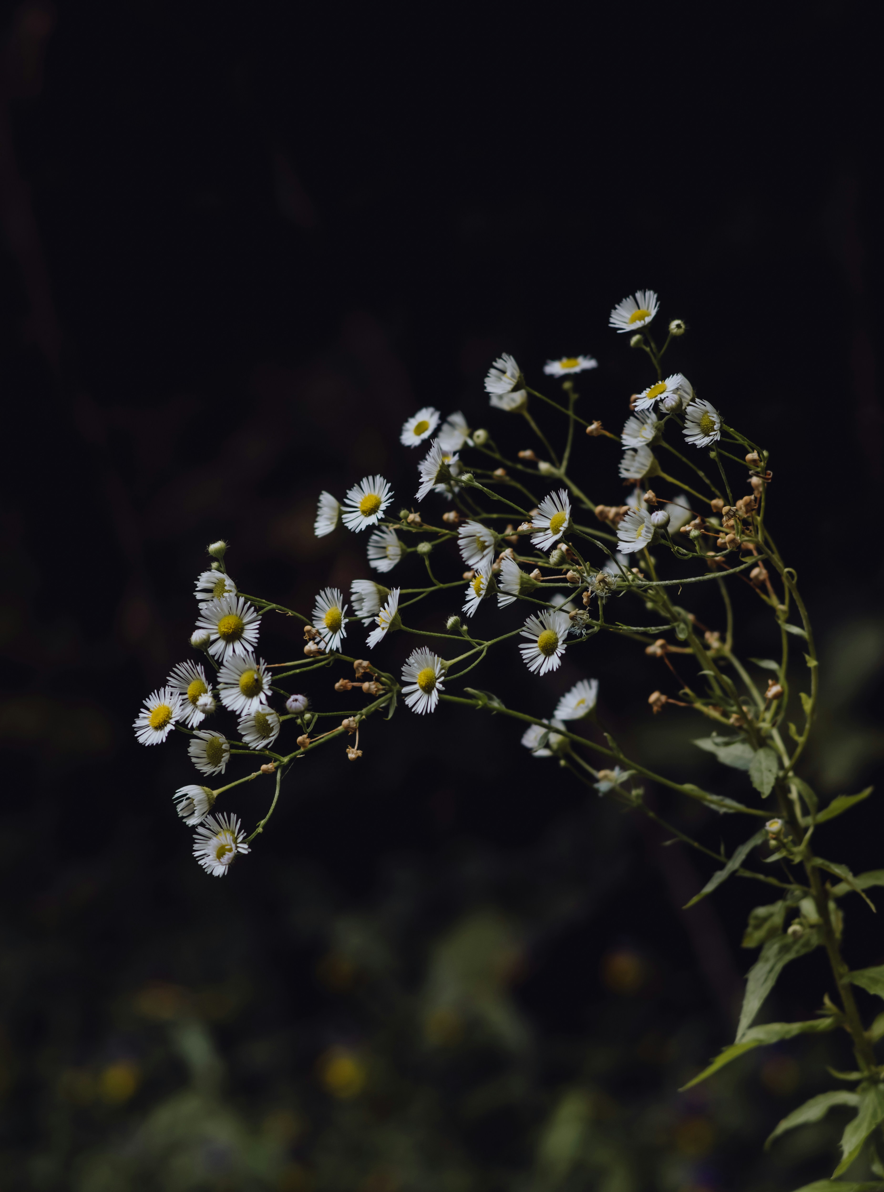 Photo by contentadora