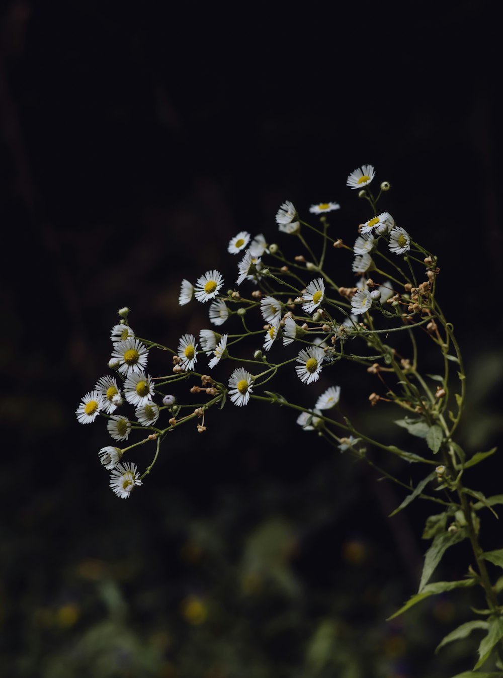 yellow flower in tilt shift lens