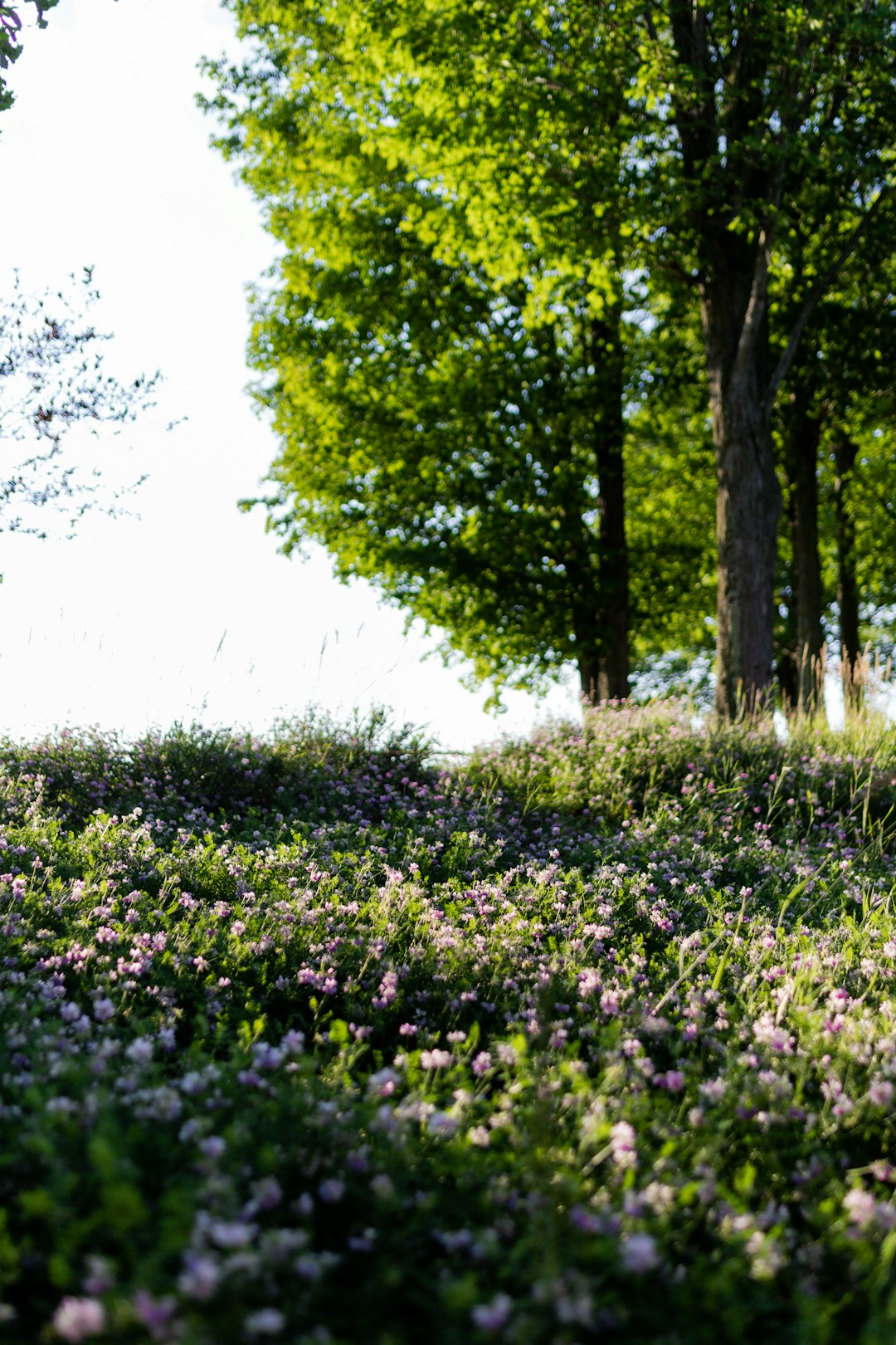 purple flower field during daytime