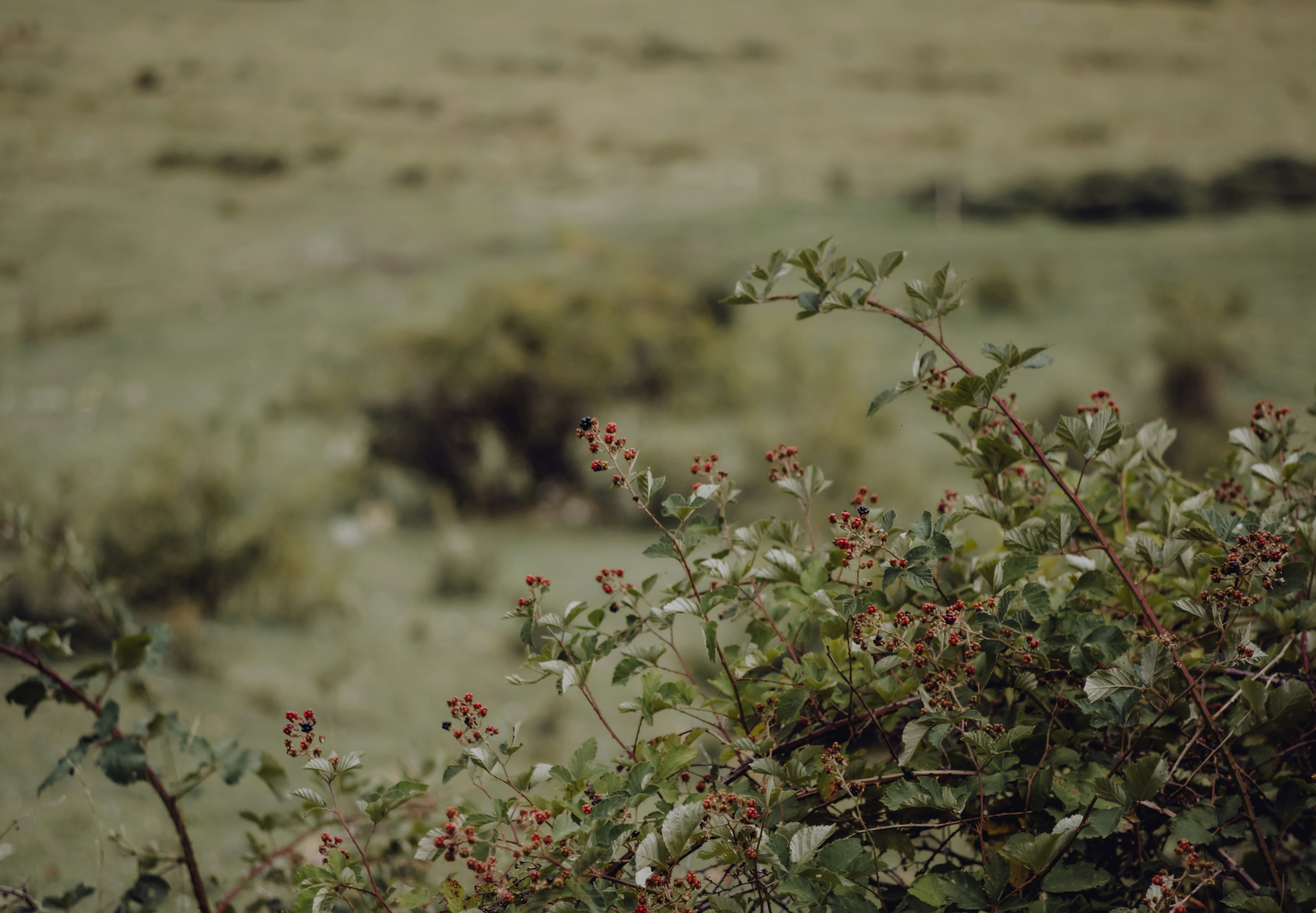 red and green flower in tilt shift lens
