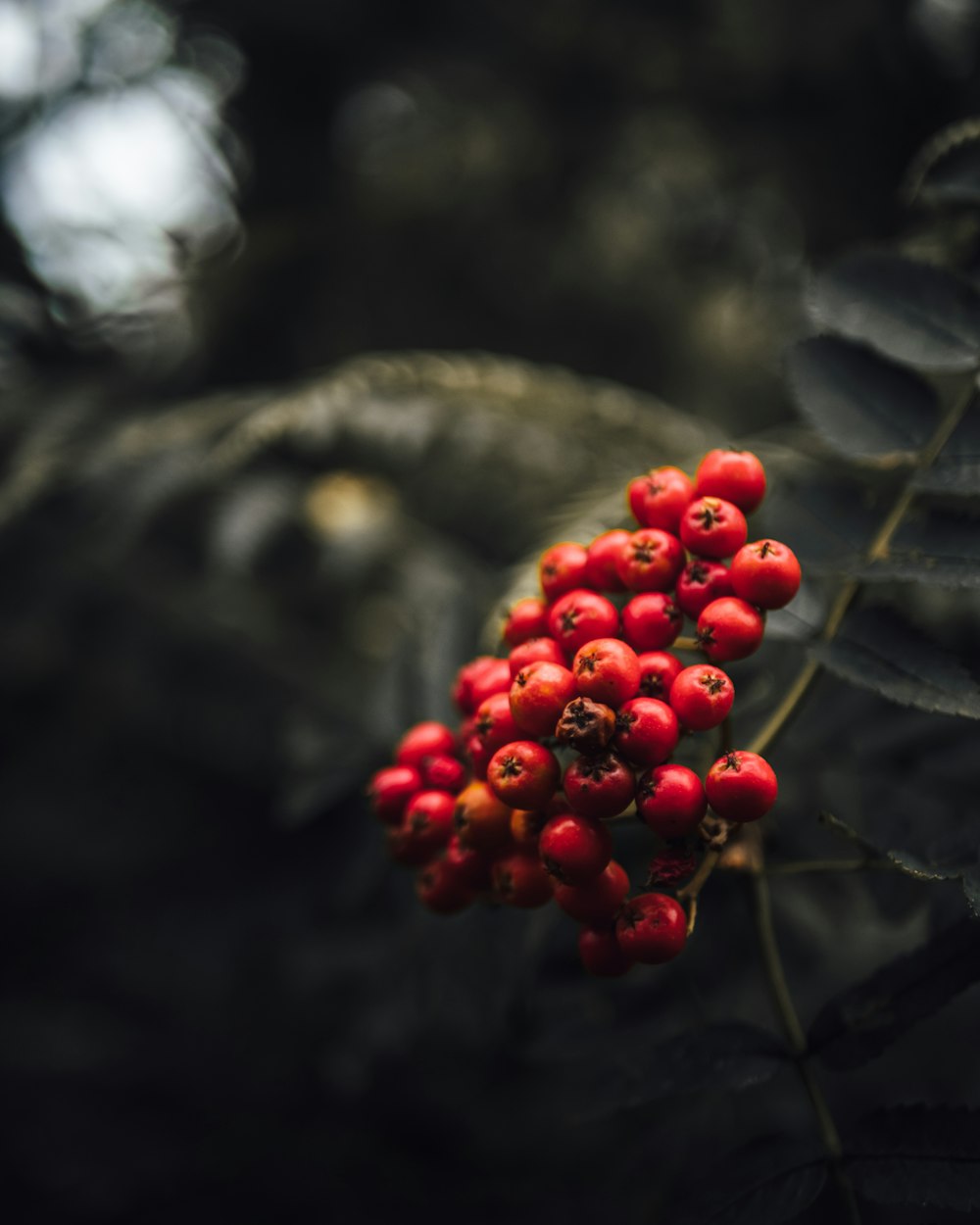 red round fruits on tree