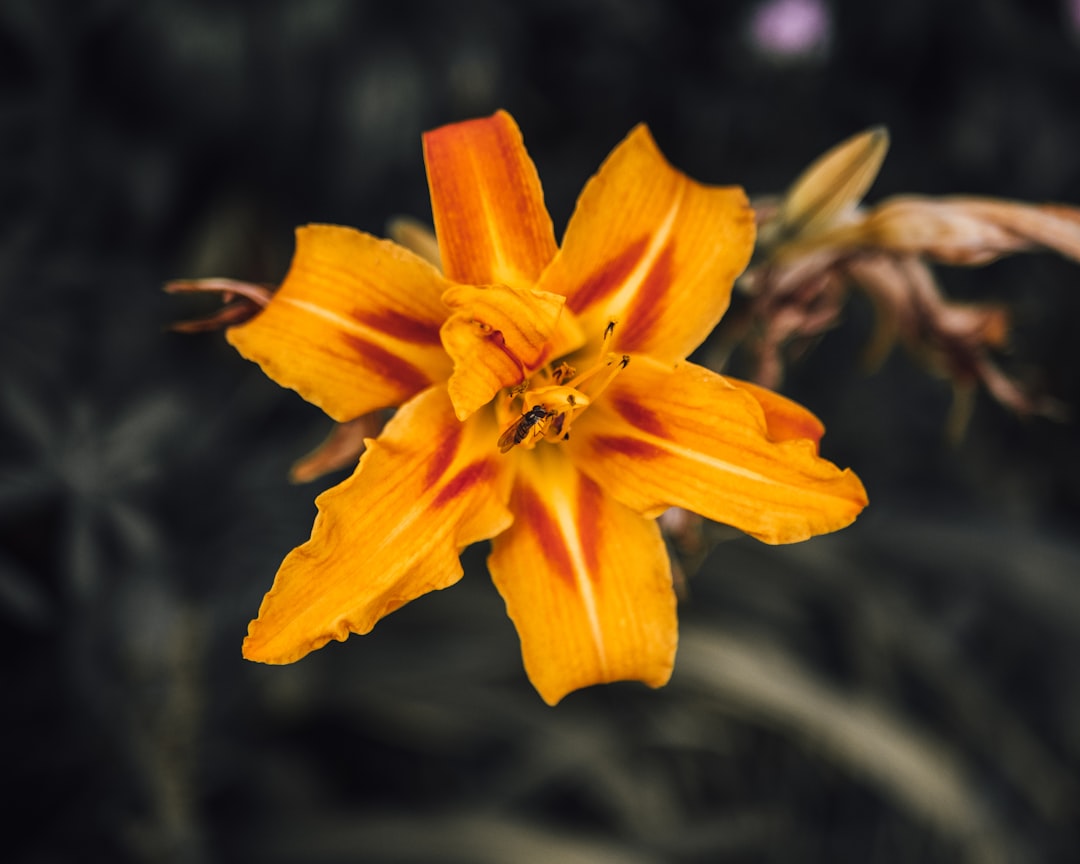 yellow flower in tilt shift lens