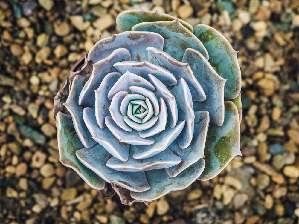 green succulent plant in close up photography