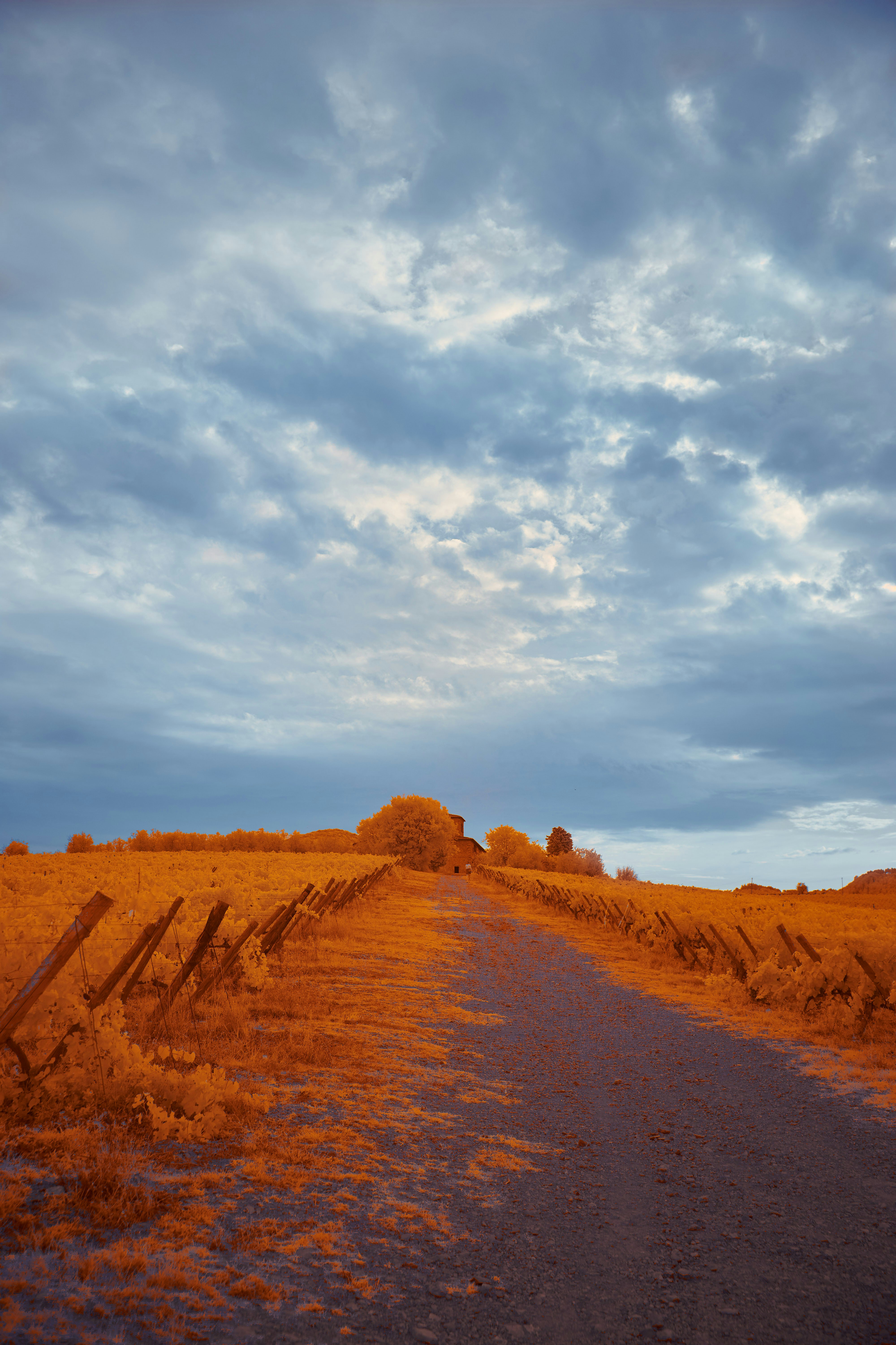 Photo by wolfgang_hasselmann