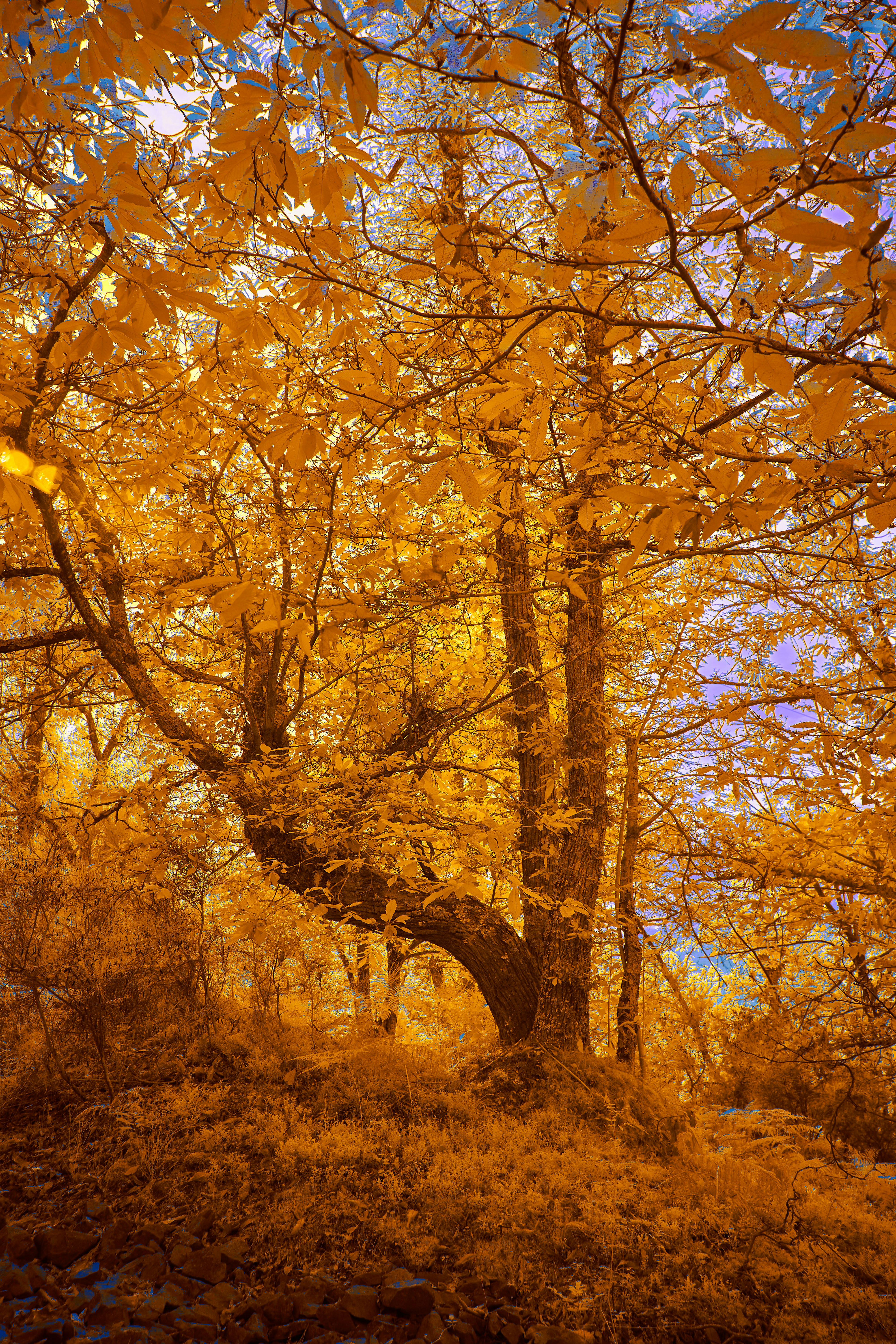 Photo by wolfgang_hasselmann