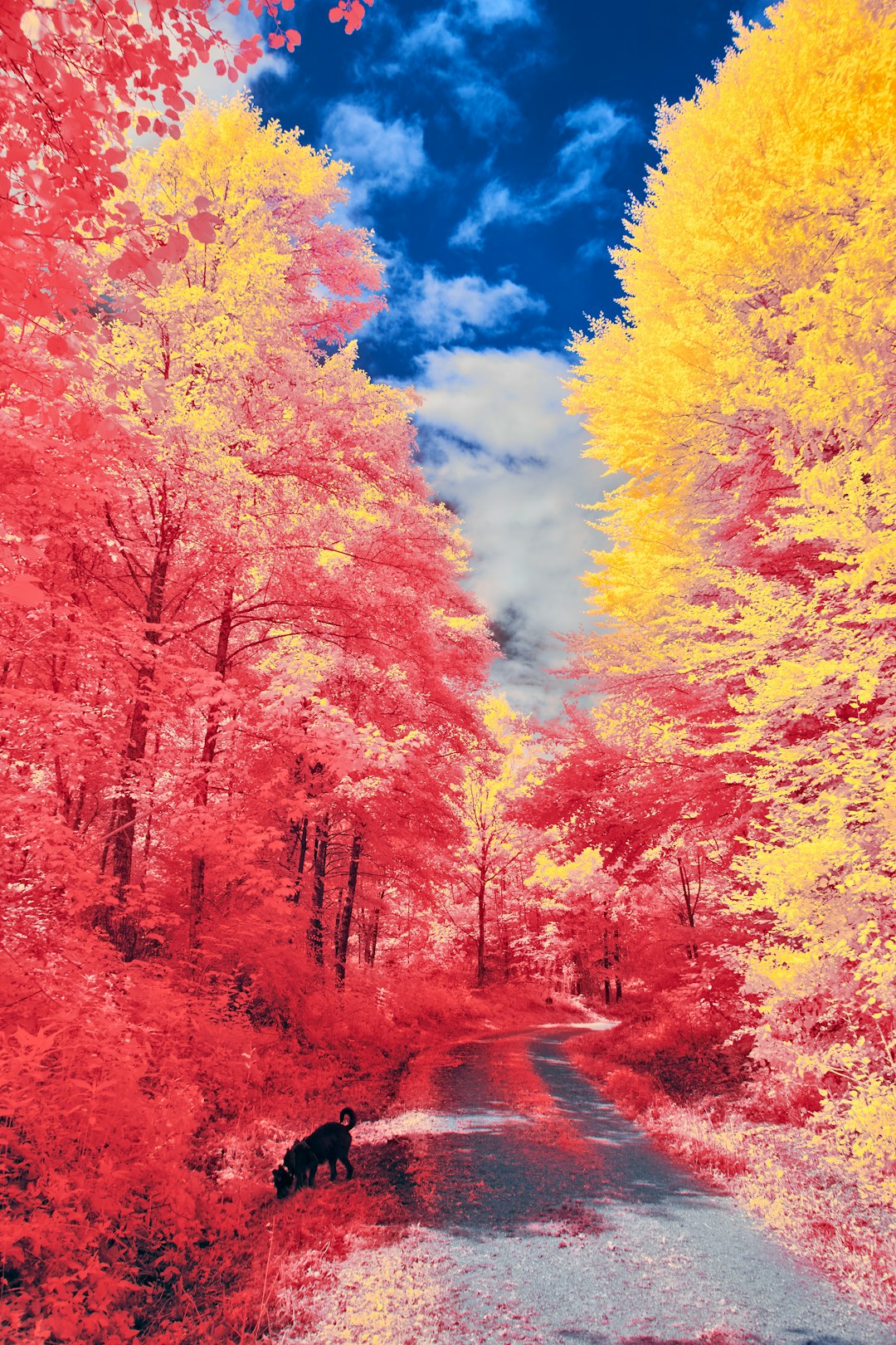 yellow and red trees under blue sky