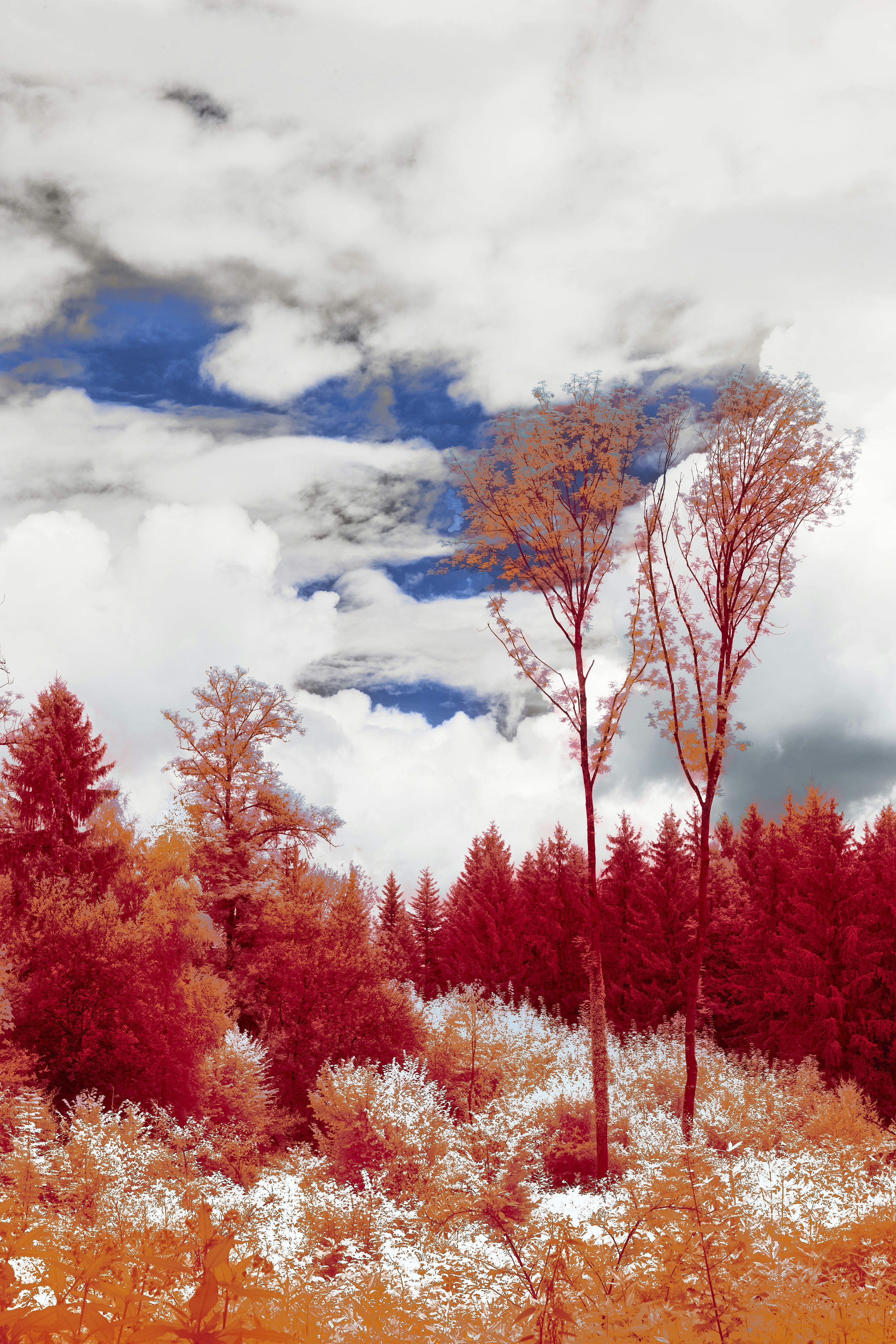 Photo by wolfgang_hasselmann