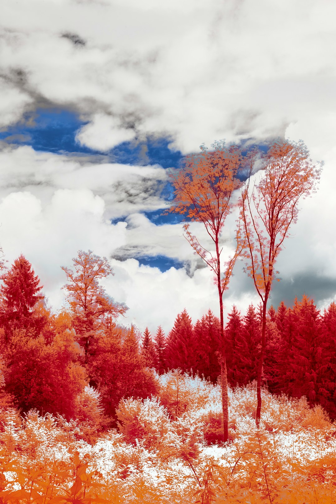 red and brown trees under white clouds and blue sky during daytime