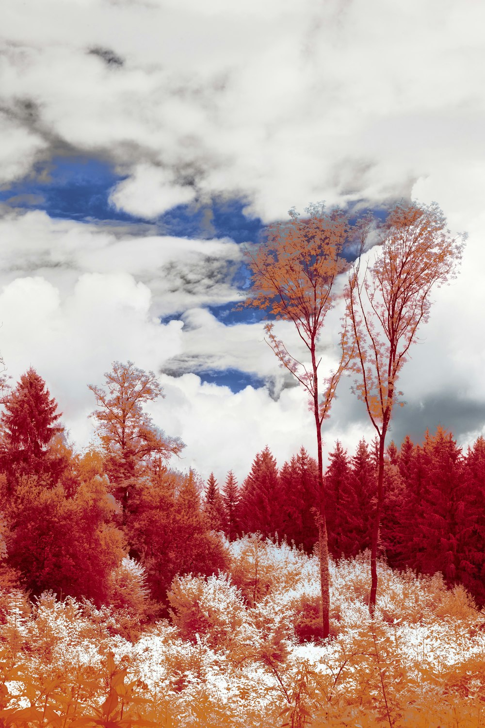 red and brown trees under white clouds and blue sky during daytime