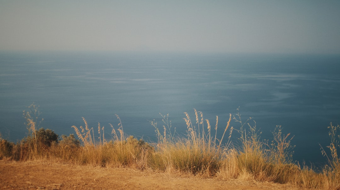 brown grass field near body of water during daytime