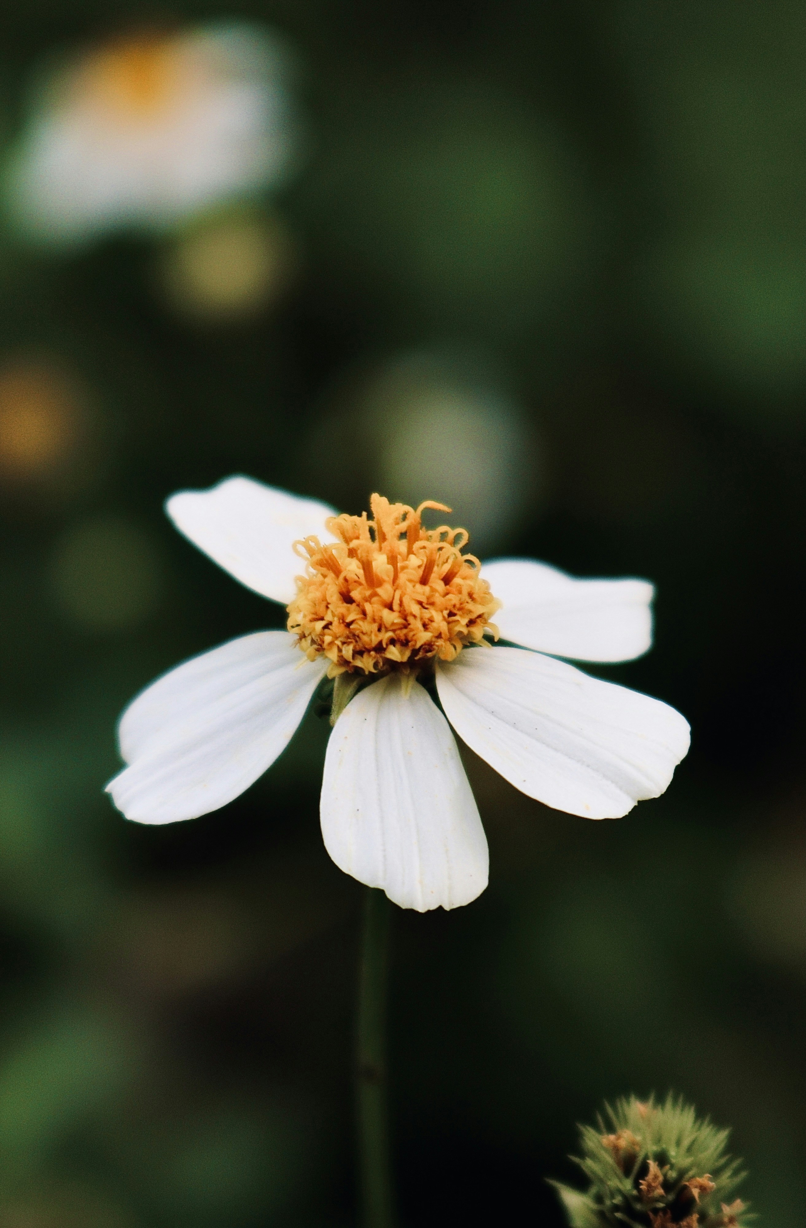 Photo by phungthanhtrieu