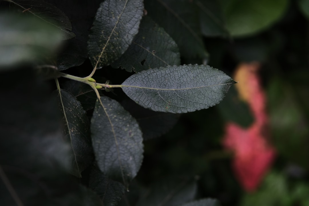 green and red leaf plant