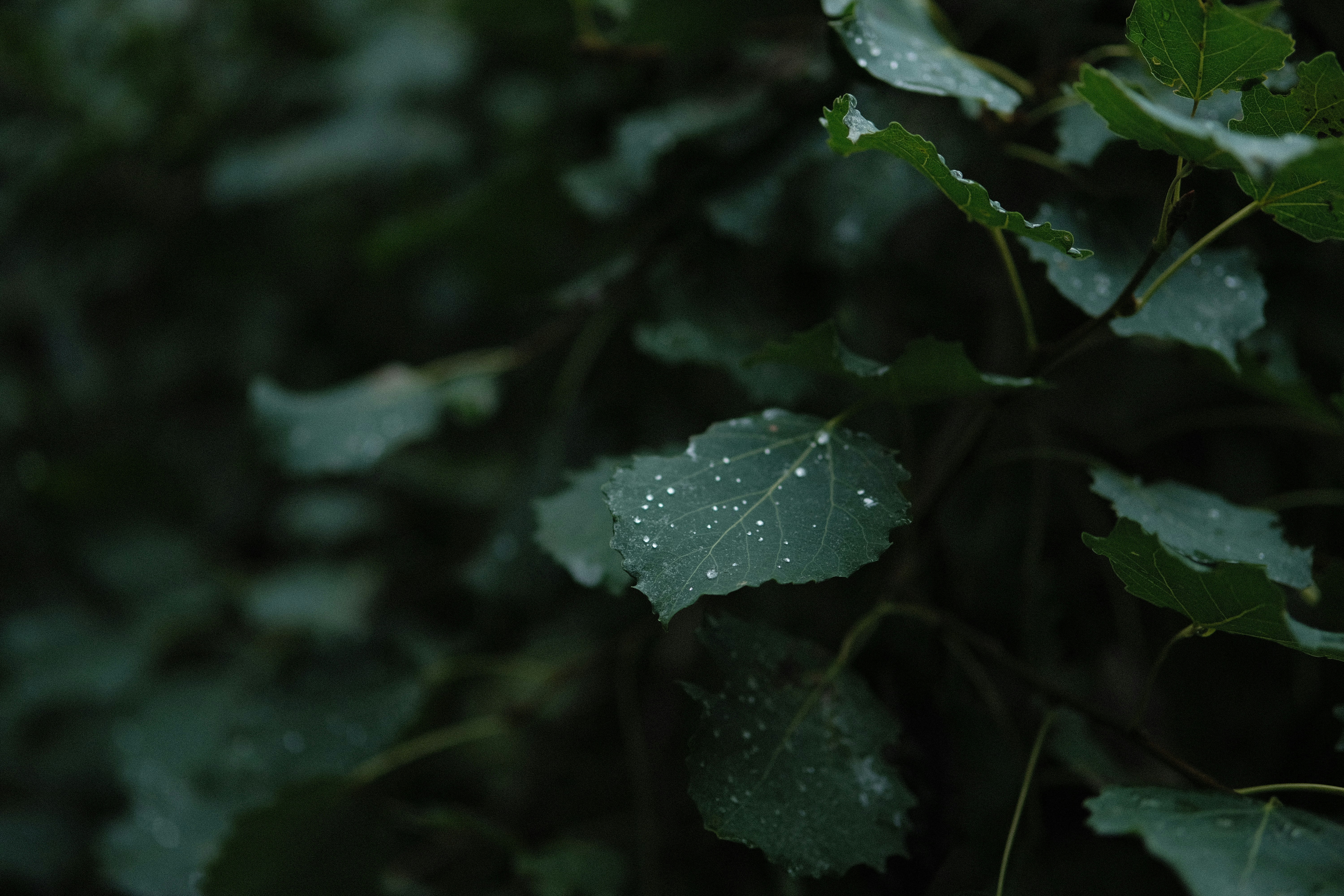 green leaf with water droplets