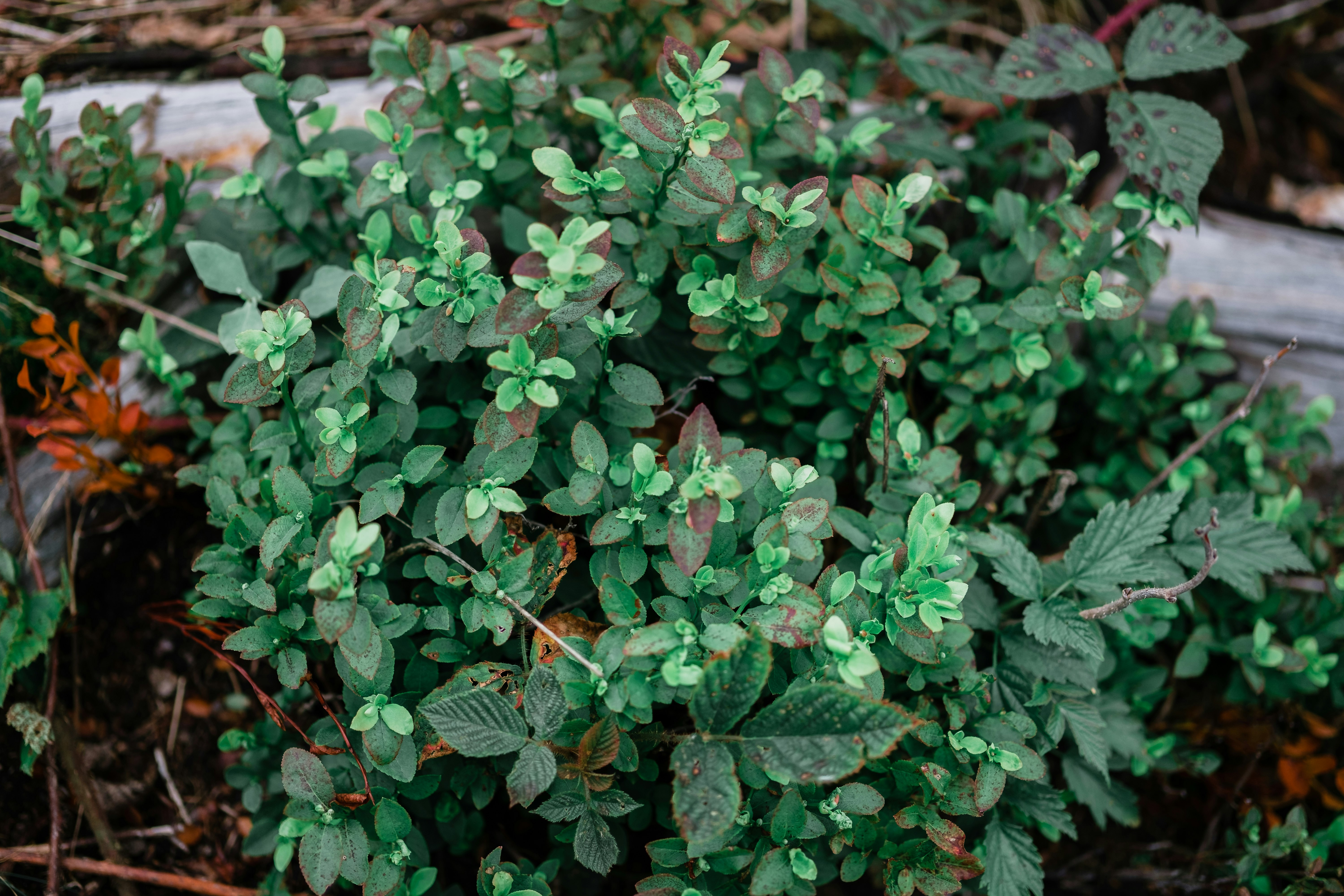 green plant with green leaves