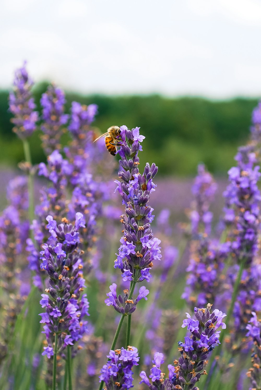 purple flower in tilt shift lens