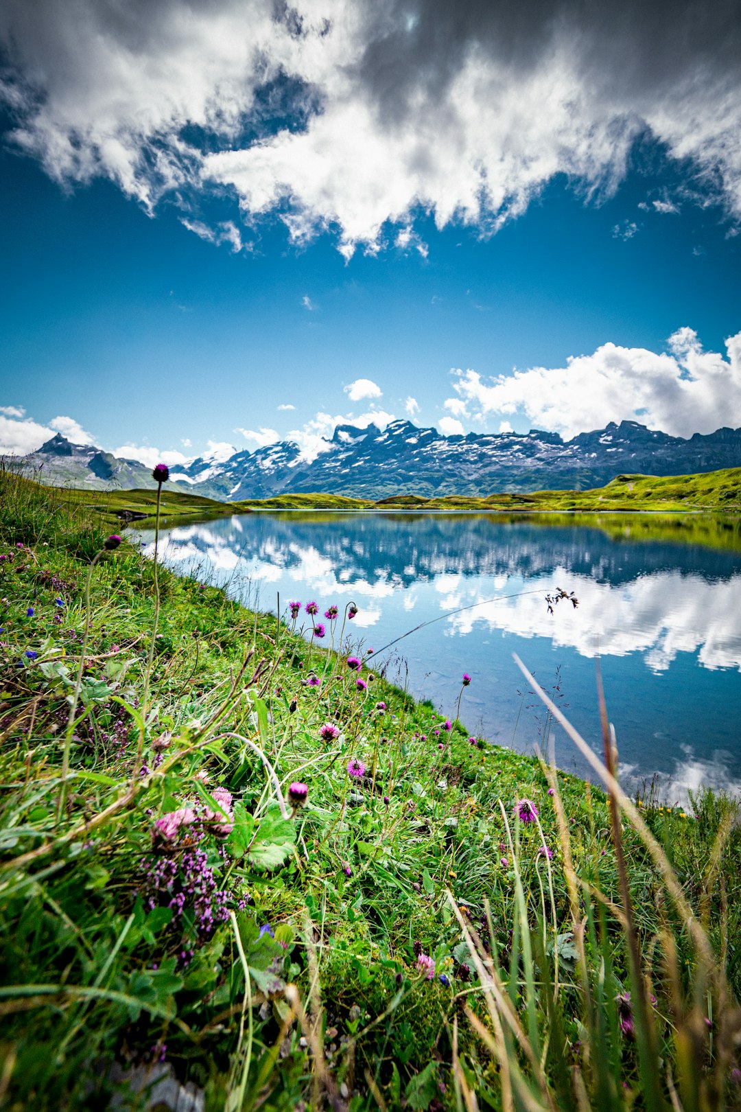 pink flowers near lake under blue sky during daytime