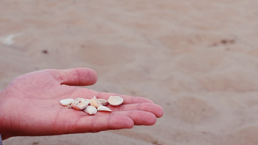 white and brown stones on persons hand