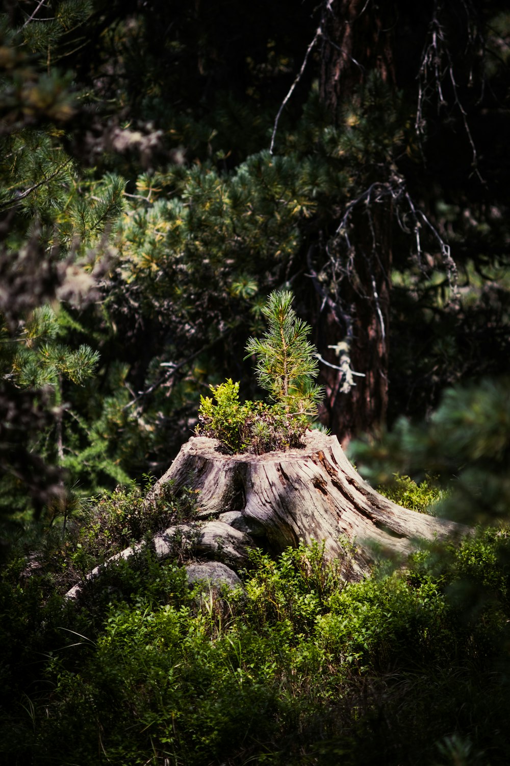 brown tree log in forest