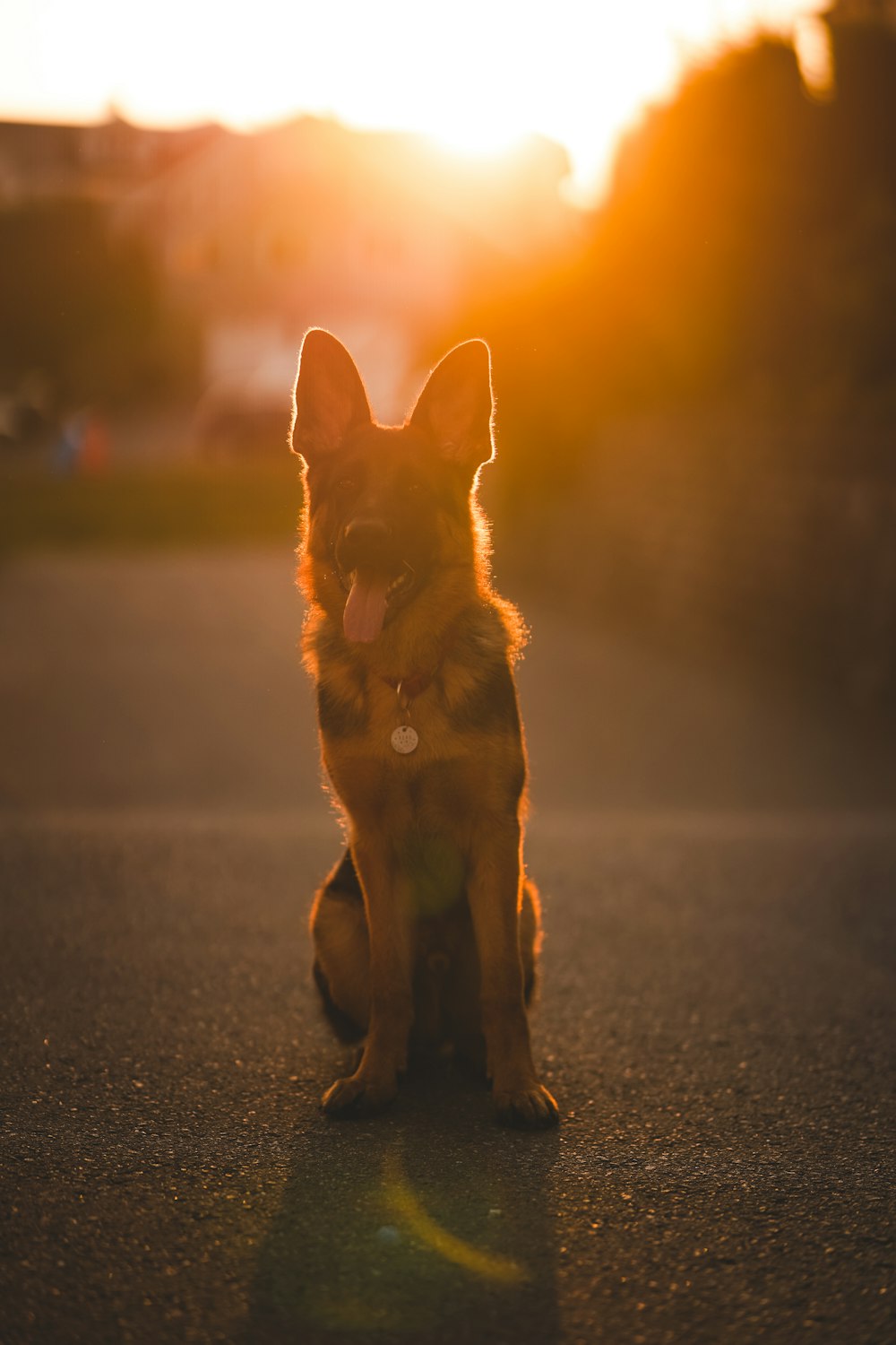 brown and black short coated dog on gray asphalt road during sunset