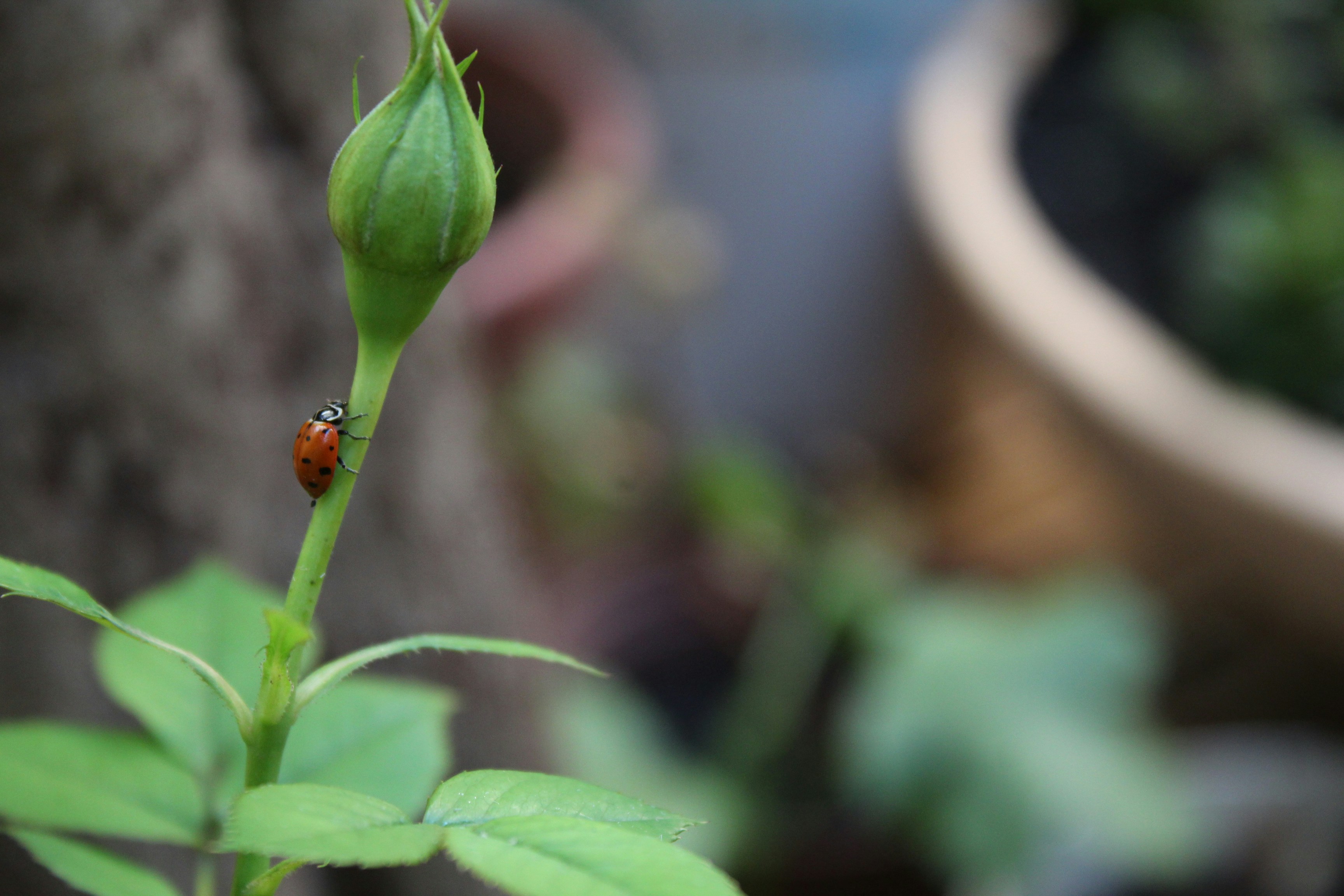 red ladybug perched on green leaf in close up photography during daytime