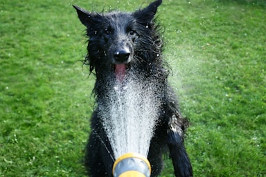 black short coated dog drinking water from yellow plastic bucket