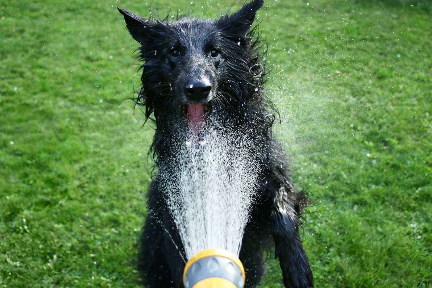 Black dog drinking water outdoors from a yellow container