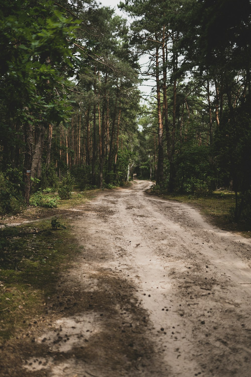 brown dirt road between green trees during daytime