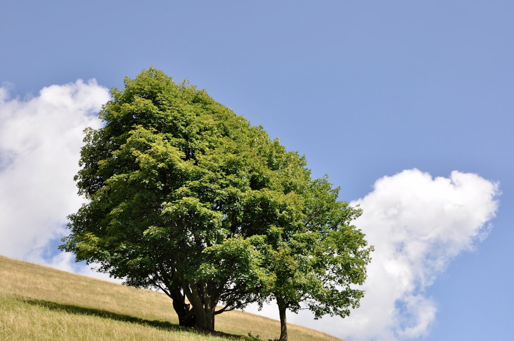 green tree on green grass field under blue sky during daytime