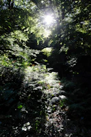Sunlight filtering through the canopy, highlighting the rich green hues of the Sumatran forest floor.