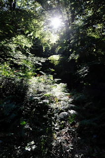 Sunlight filtering through rainforest canopy near the posada