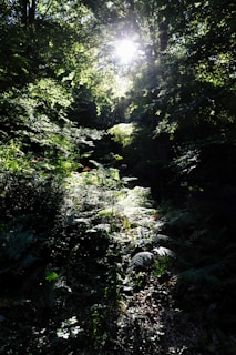 Sunlight filtering through the canopy, highlighting the rich biodiversity of the forest.