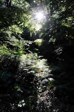 Sunlight filtering through dense Amazonian forest near traditional indigenous homes.