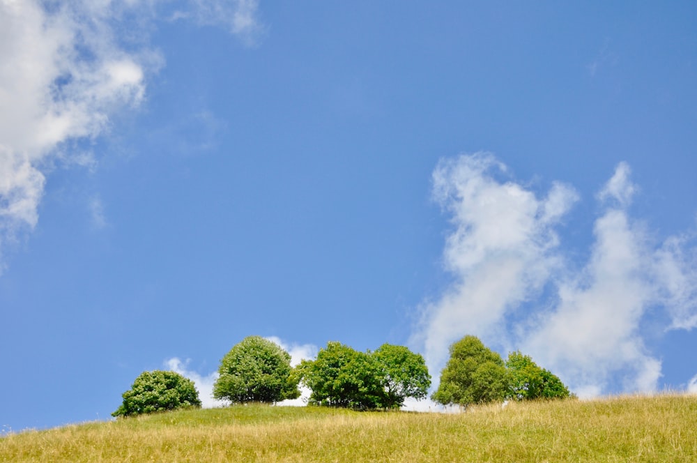 green grass field under blue sky during daytime