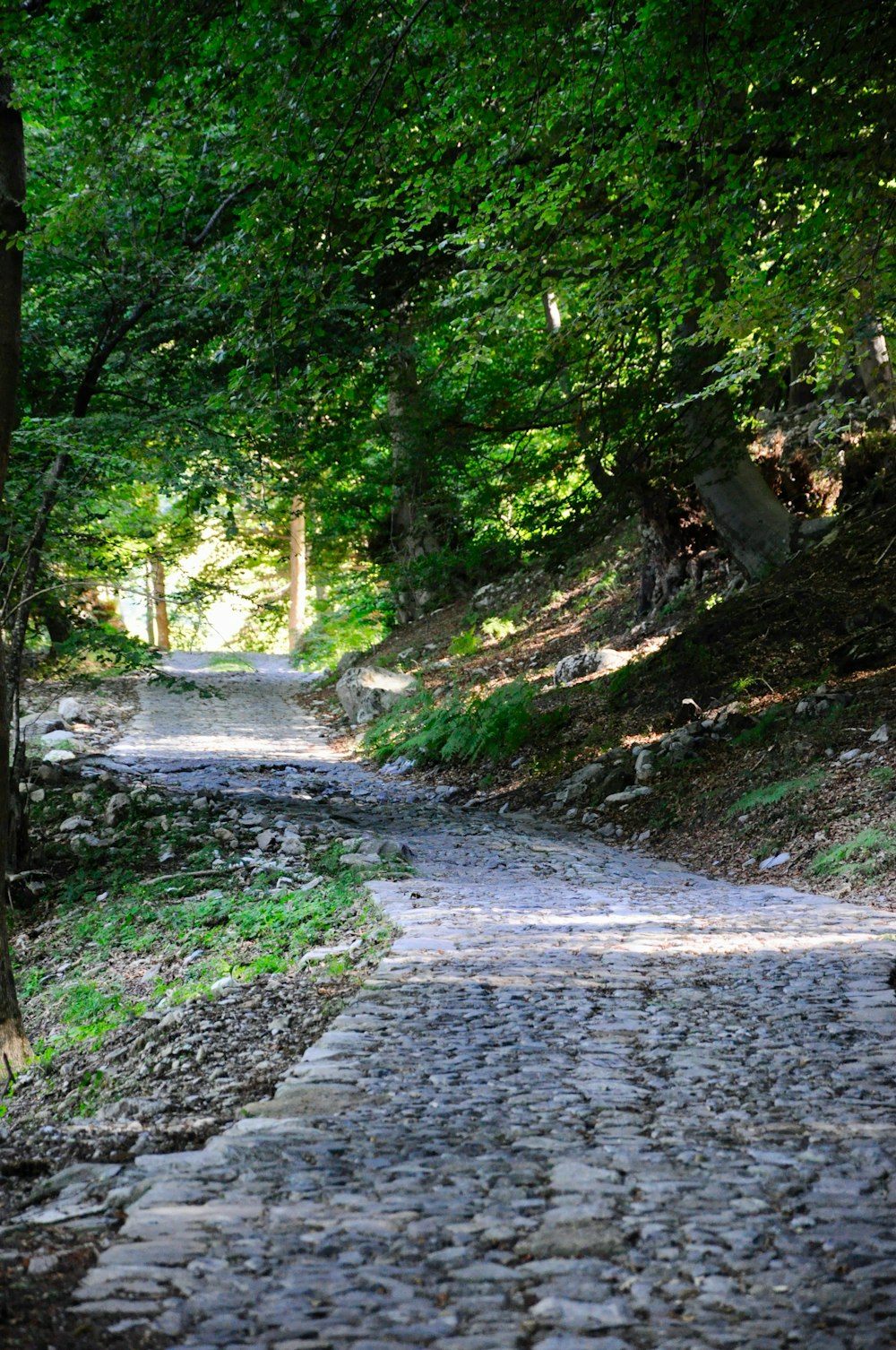 gray concrete pathway between green trees during daytime