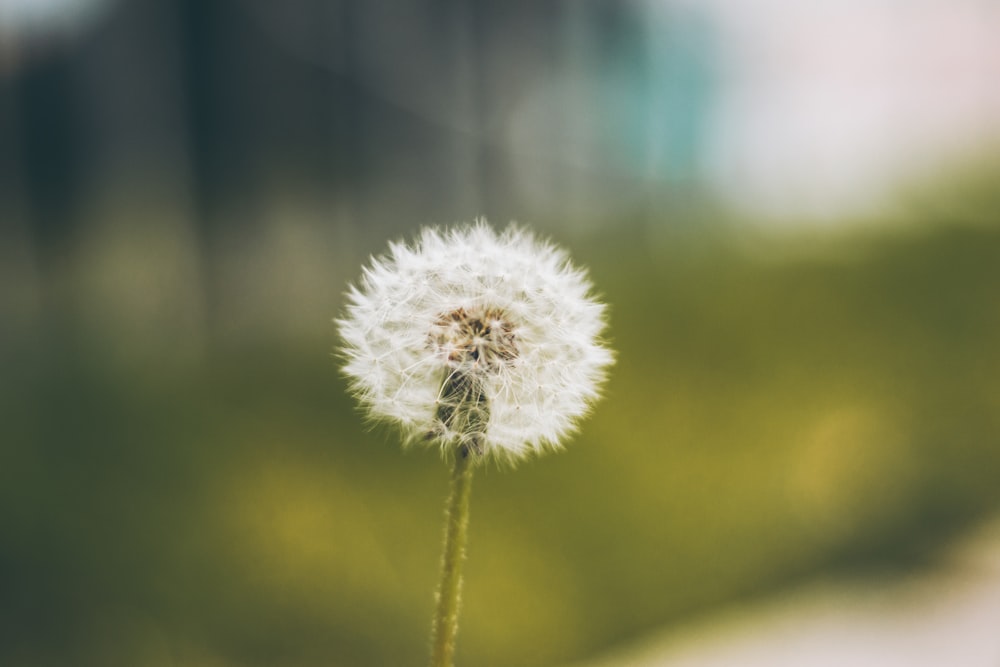 white dandelion in close up photography