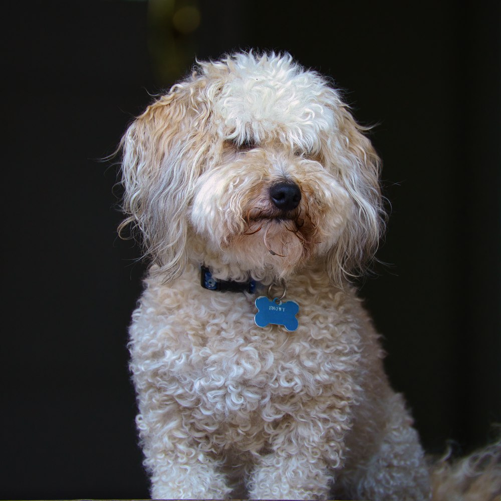 white curly coated small dog