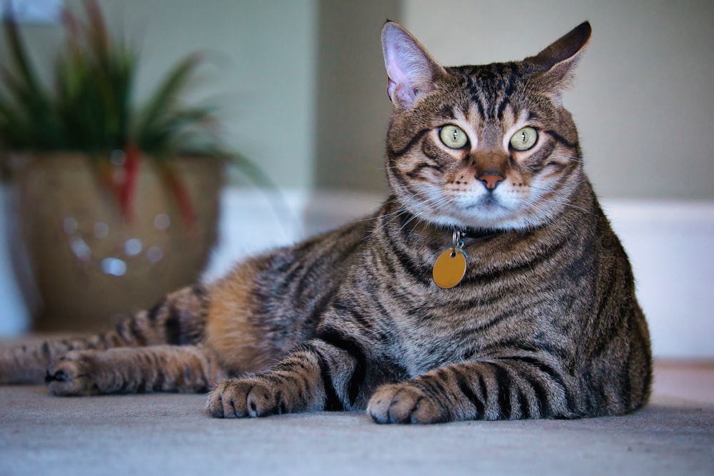 brown tabby cat with silver collar