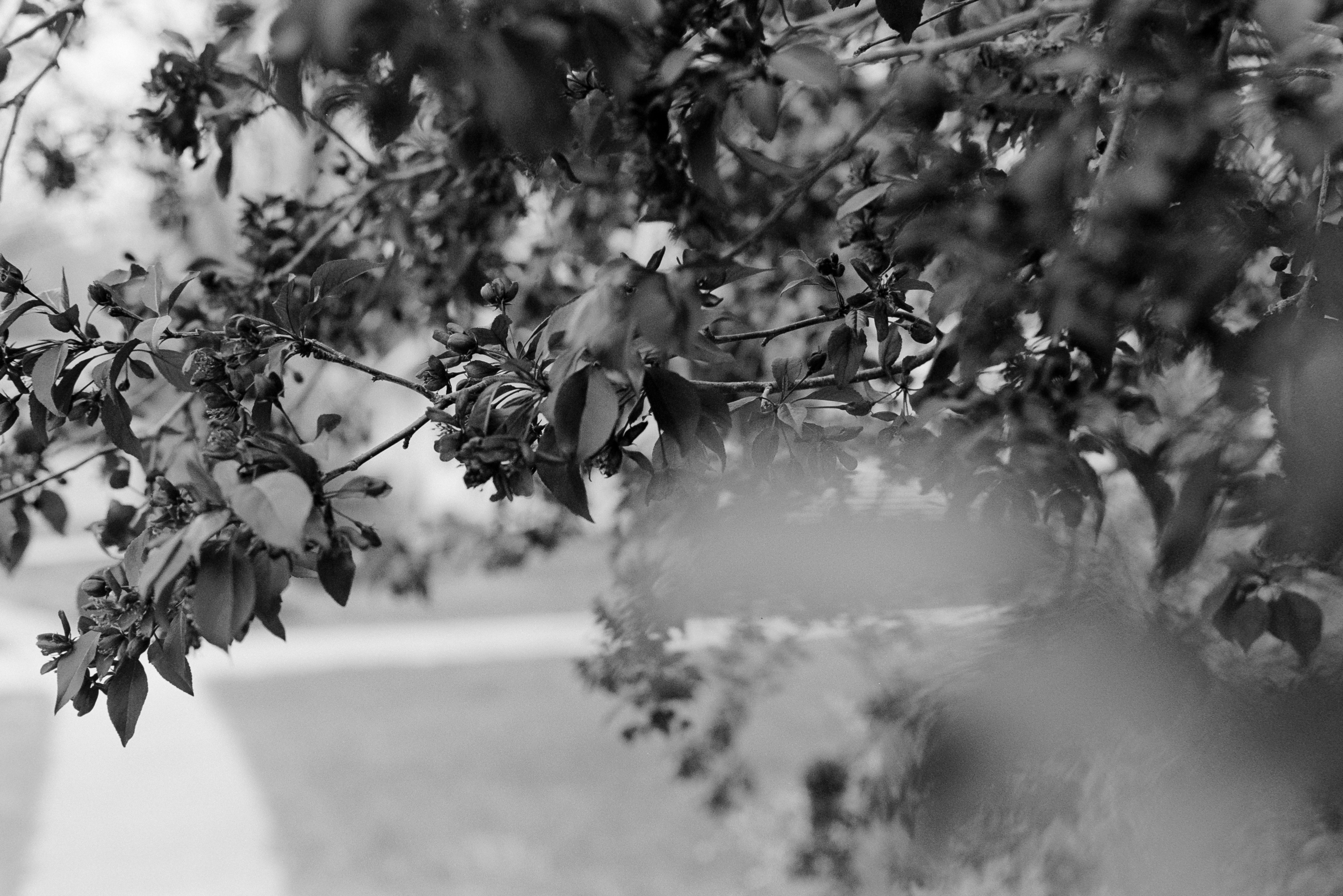 Photo by davispatton