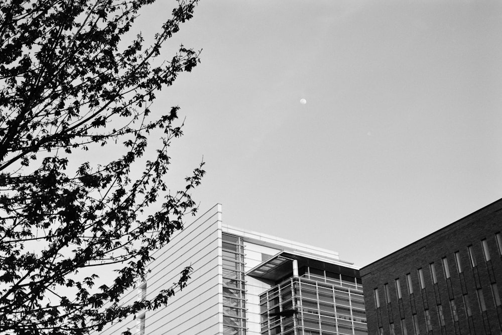 grayscale photo of tree near building