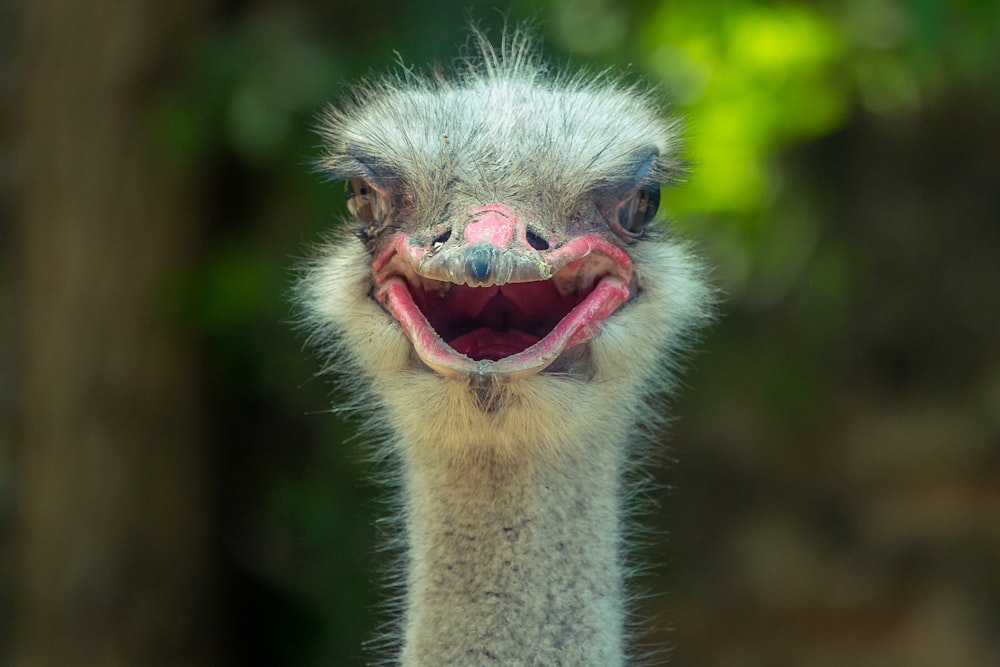gray ostrich head in tilt shift lens