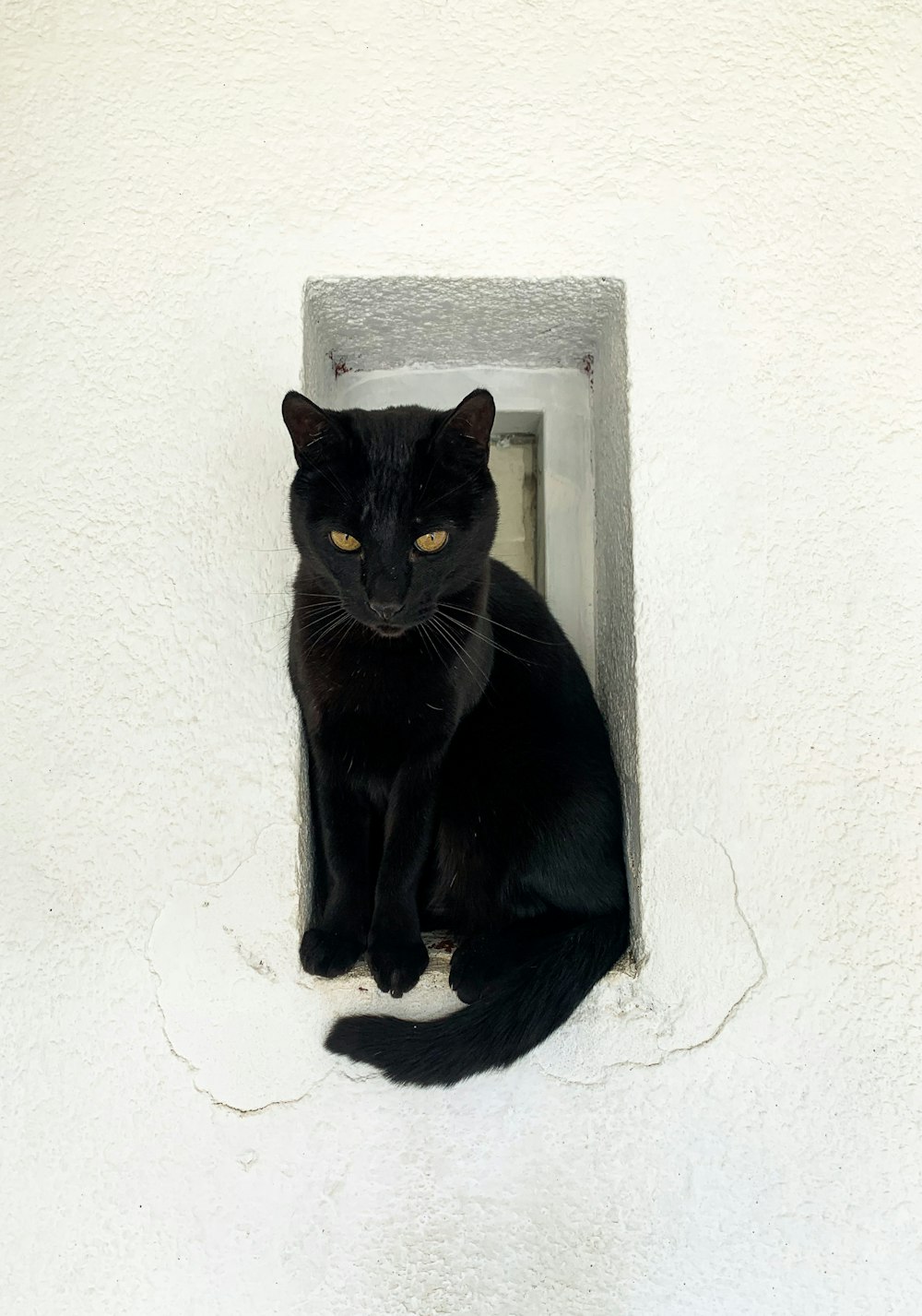 Gato negro sobre pared blanca