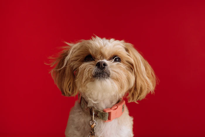 Shih tzu