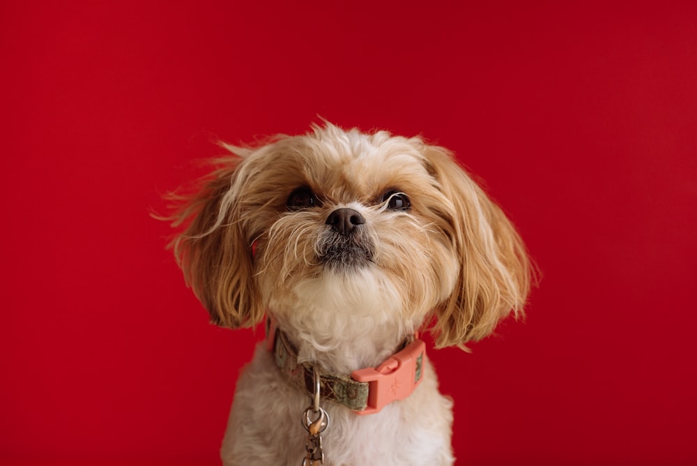 Shih Tzu blanco y marrón